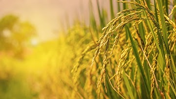 How Tons of Rice Harvested & Processed | Cutting-Edge Agriculture Technology in Action