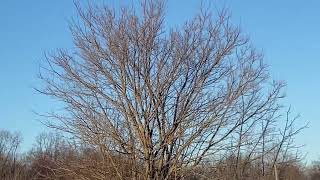 Nature Highlights: Seagulls || Sunday February 18th, 2024 by Steve’s Nature TV 5 views 3 months ago 4 minutes, 15 seconds