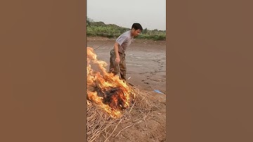 Cá lóc nướng rơm #loccobra #fishing #snakefarm #food #battat