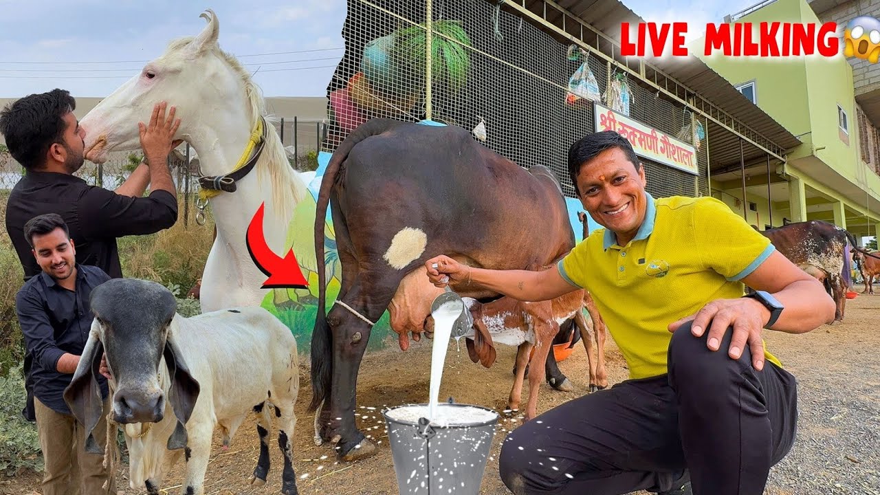 Gir Gaay Kitna Milk Deti hai🤯1st Lactation LIVE MILKING🔥