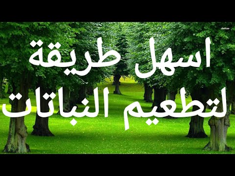 فيديو: ما هو Inarching: تعلم الكسب غير المشروع مع التكاثر الداخلي