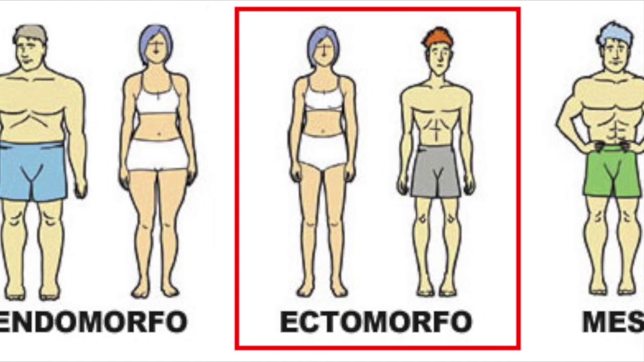 Ectomorfo mesomorfo y endomorfo