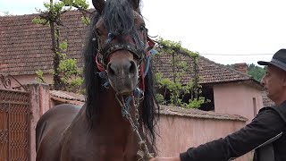 Caii lui Horica de la Rapoltel, Hunedoara - 2023 Nou!!!