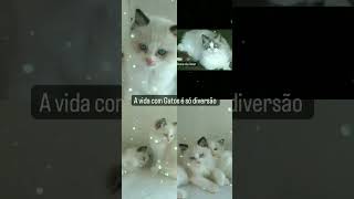 A Vida Com Gatos É Só Diversão 