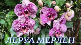 №214/ Обзор свежих орхидей в Леруа Мерлен
