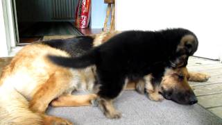 German shepherd puppy  Playing with mom