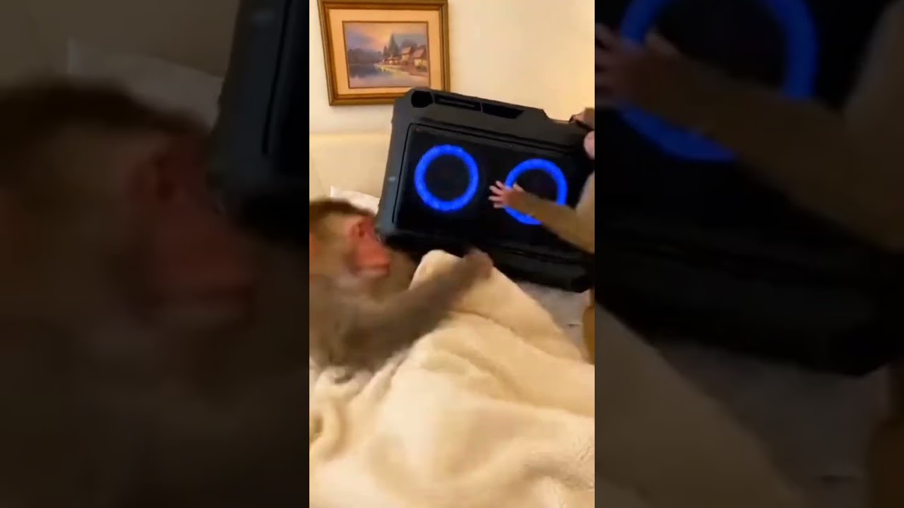 Baby Monkey Turns Bed Into Party 🎶 Monkey’s Reaction Is Priceless 🤣