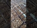 Belay Hirpa Poultry Farms Etcare Chicken To Cantuct Me About Belay Hirpa Poultry Farms It Is Goodwo Belay Hirpa Poultry Farms Etcare Chicken To Cantuct Me About Belay Hirpa Poultry Farms It Is Goodwo