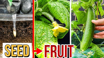 Growing Cucumbers from Seed to Fruit (80 Days Time Lapse)