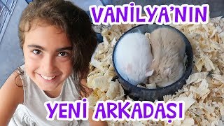 Vanilya 'ya Yeni Arkadaş Geldi | Mira ile Hamster Videoları