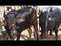 TOP CATTLE MARKET OF INDIA I BEST MURRAH BUFFALO FROM HARYANA I हरियाणा राजस्थान की मुर्रा भैंसें