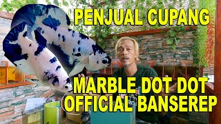PENJUAL CUPANG MARBLE DOT DOT BANDUNG  BANSEREP