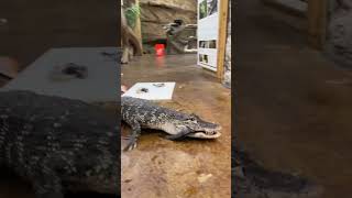 Alligator Death Roll!🐊