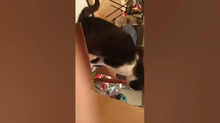 Cat fight and hiss