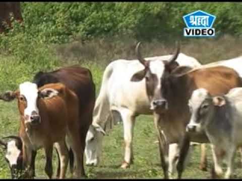 Mainpanis native wall  Worship the cows dear  Raju Patel Dhaniram