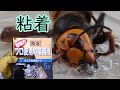 オオスズメバチ再来