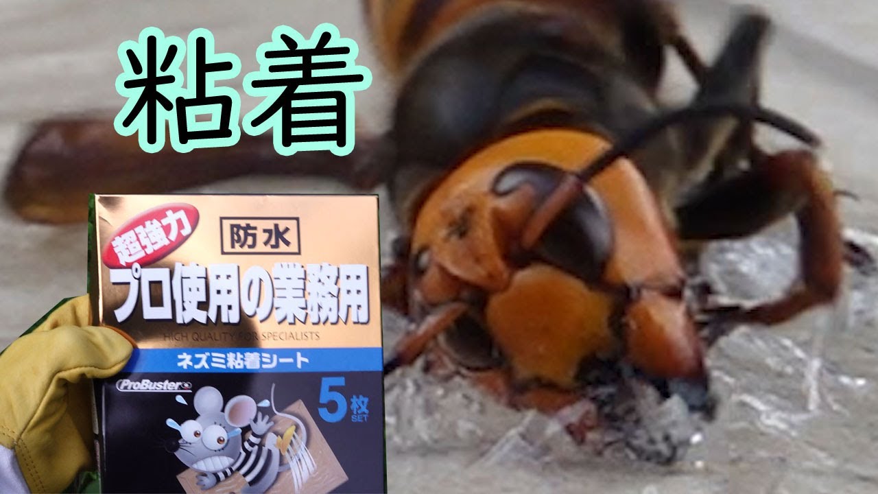 オオスズメバチ再来😲!! 粘着トラップ　【ミツバチを守るためのトラップ】