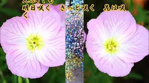 تحميل 明日 咲く
