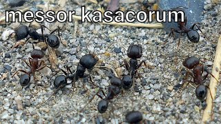 Обзор муравьёв Messor kasakorum