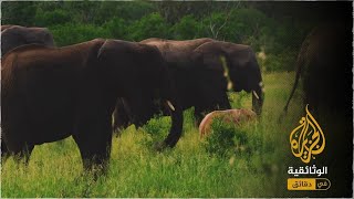 أفريقيا المدهشة.. فيل وردي بين حقول السافانا