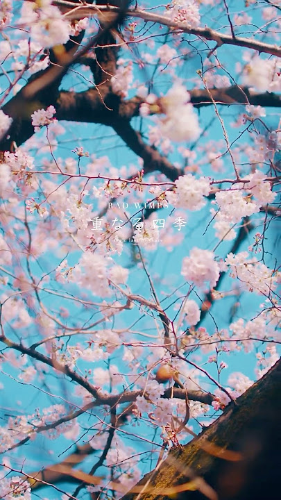 Radwimps「重なる季節」 撮りためた日本の四季でMV風の映像を作ってみた