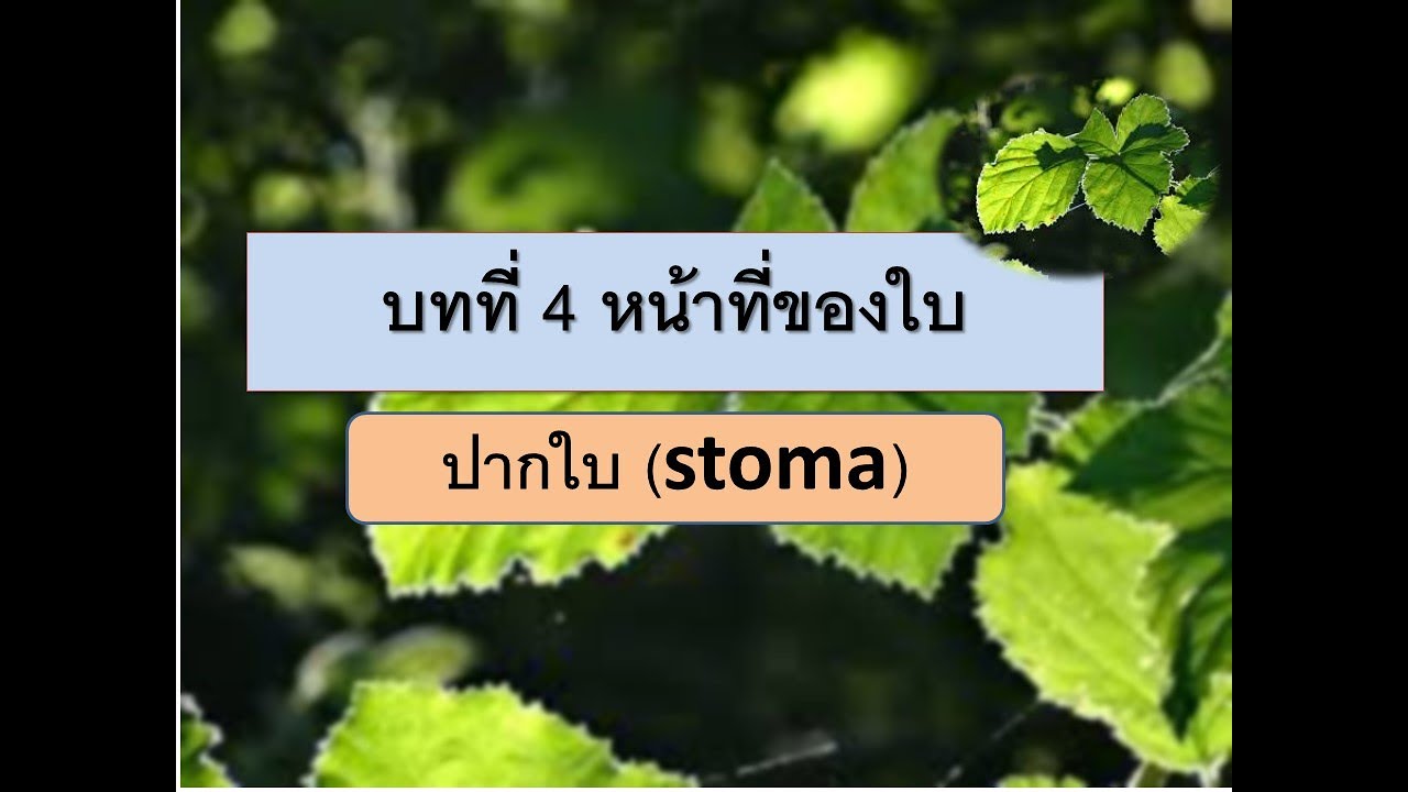 modem ทํา หน้าที่ อะไร  2022 Update  วิทย์ ป.4 คาบ 8 (5 มิ.ย.63) ปากใบ (stoma)