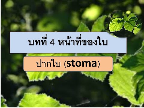 วีดีโอ: ปากใบมีหน้าที่อะไร?