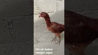 Ciri Ciri Babon Mangon Supershort ayam ternak