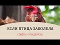 БОЛЕЗНИ КУР - советы! Что делать, когда заболела курица? \\ Советы универсальны и для других птиц!