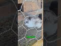 This Is Why Baby Bunnies Are Worth The Smell #shorts #animals #cute