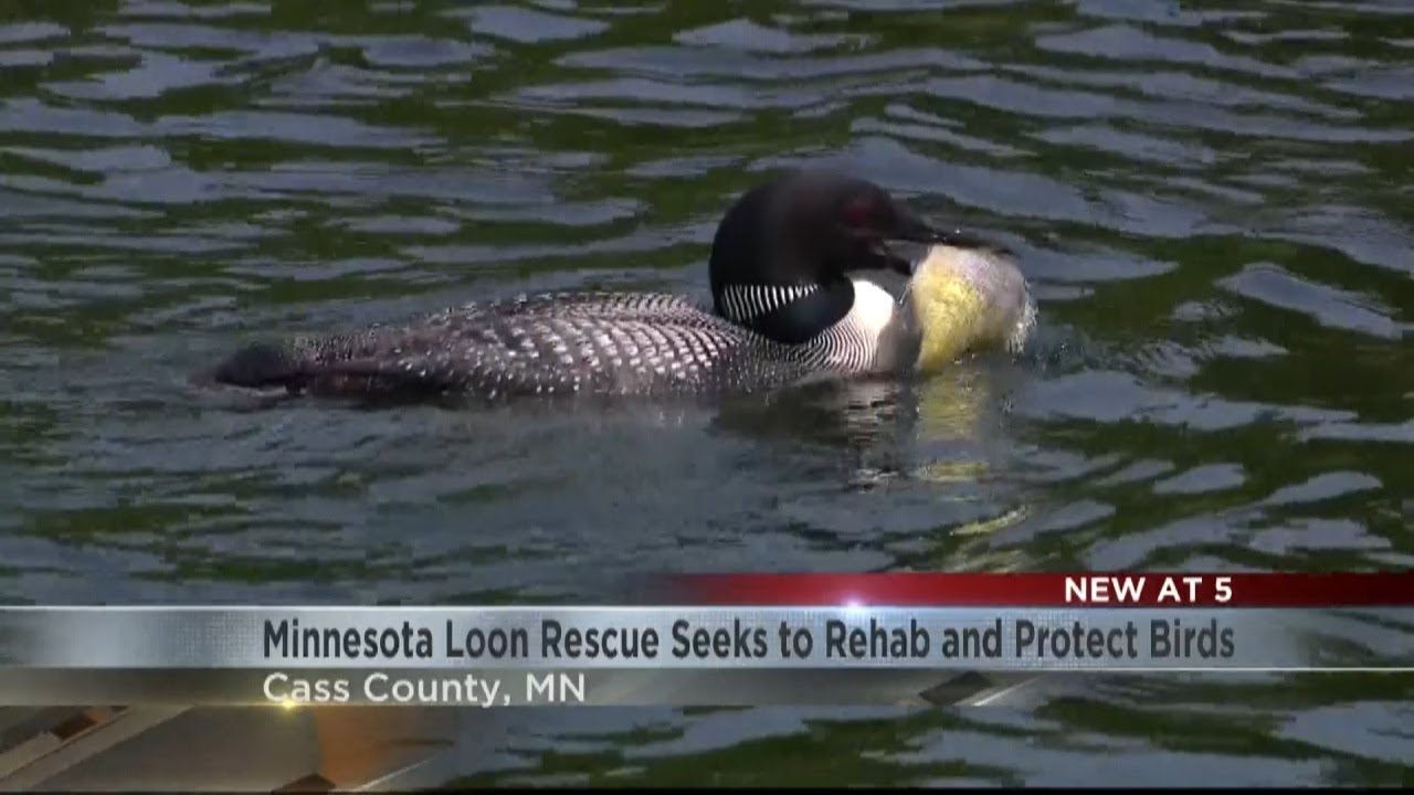 Minnesota Loon Rescue aims to protect state bird, promote safe boating, fishing