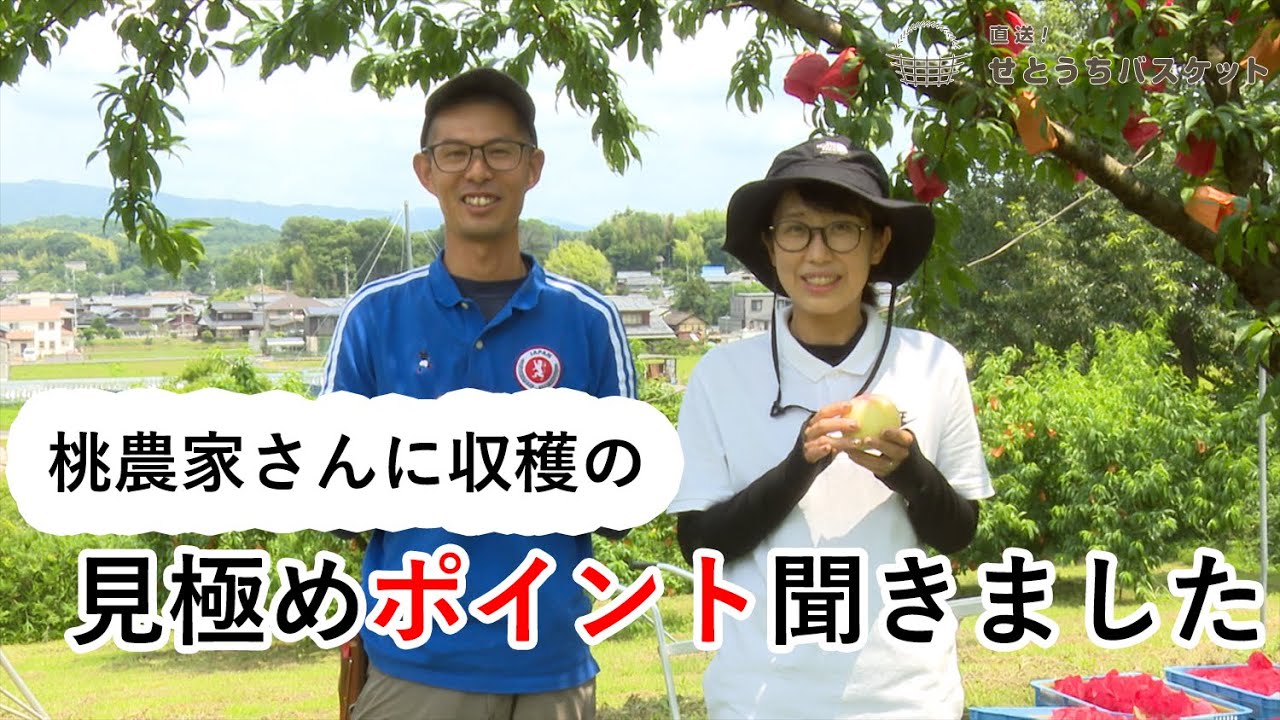 せとバス通信】桃農家さんに収穫の見極めポイントを聞きました！ - YouTube