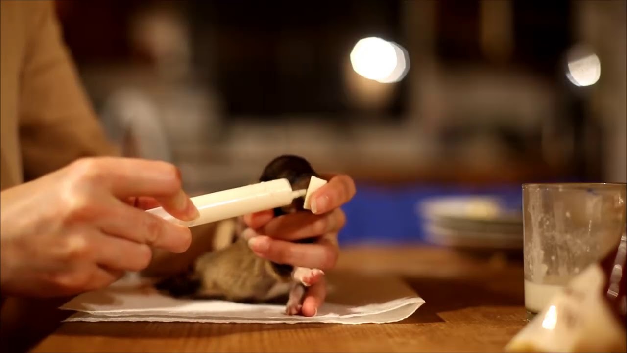 Allaiter Un Chiot Sans Risque La Methode De L Eponge Allaiter Un Chiot Sans Risque La Methode De L Eponge