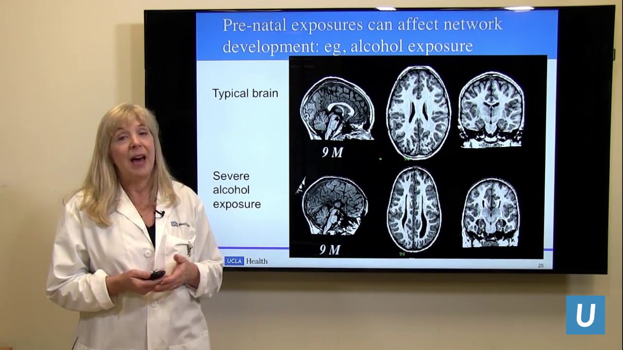 How The Brain Develops From Infancy Through Adolescence?