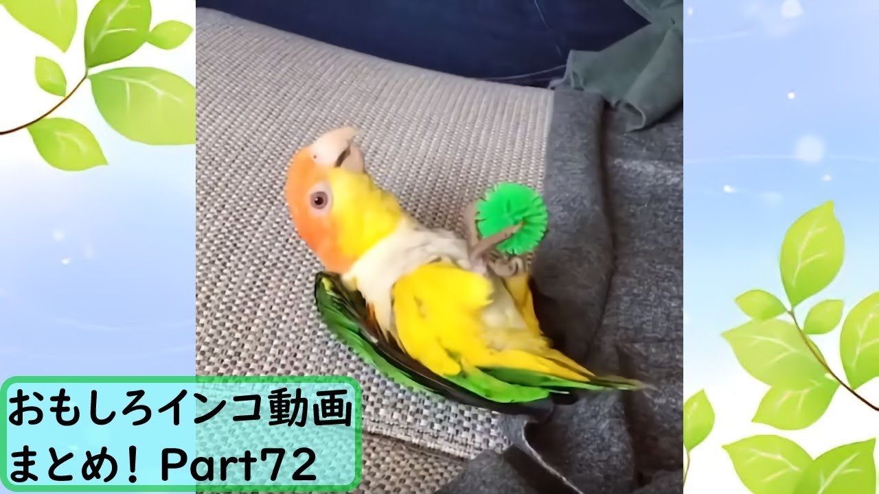 面白 インコ おもしろインコ動画まとめ 72 かわいい Youtube