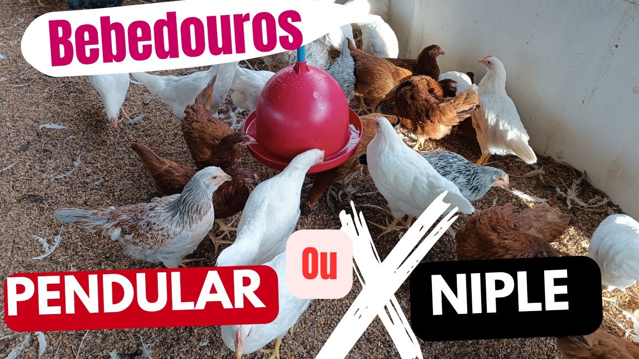 QUAL É O MELHOR BEBEDOURO PARA GALINHAS! HOJE TROCAMOS OS BEBEDOUROS DAS NOSSAS FRANGAS .