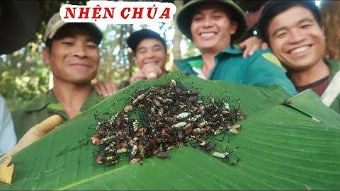 Nhện rừng chúa ► nhật ký sống trong rừng - tập 14 | Nhịp Sống Tây Bắc