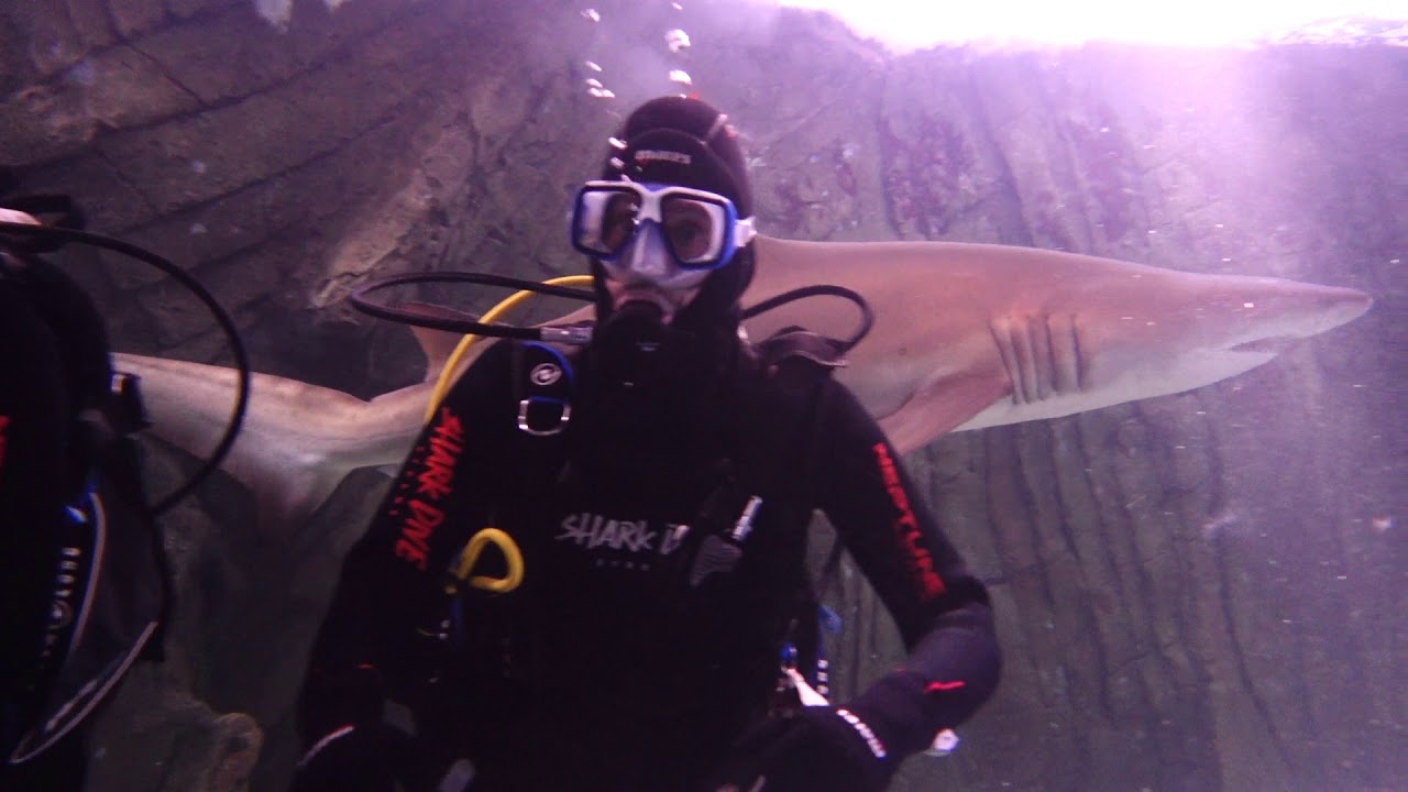 Shark Dive Xtreme at SEA LIFE Sydney Aquarium YouTube
