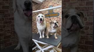 Doggy Daily Episode 271: Atlas the English Bulldog  #englishbulldog #bulldog #doggrooming