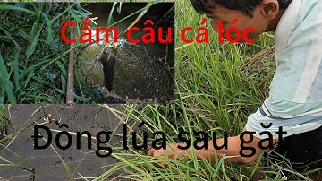 cắm câu cá lóc ở ruộng lúa sau gặt quá trời cá/ Tuấn Vũ TV