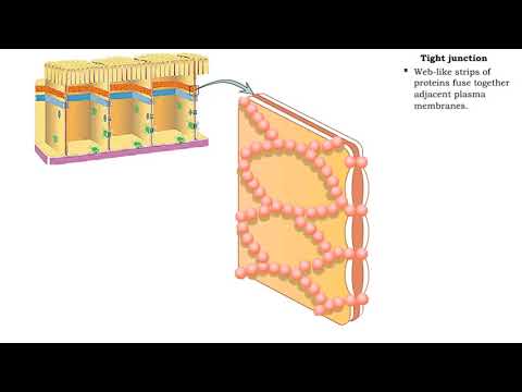 Video: Celulele endoteliale au joncțiuni strânse?
