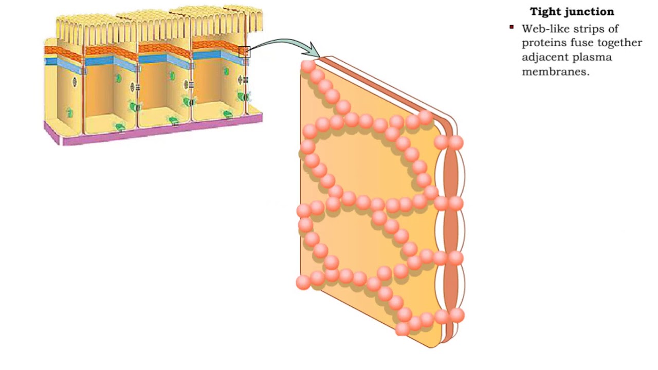 Type Of Cell Junctions - Tight And Adherens Junctions