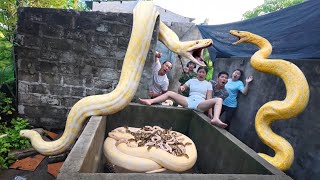 Brave soldiers used high-tech snake detectors to locate a giant python's nest