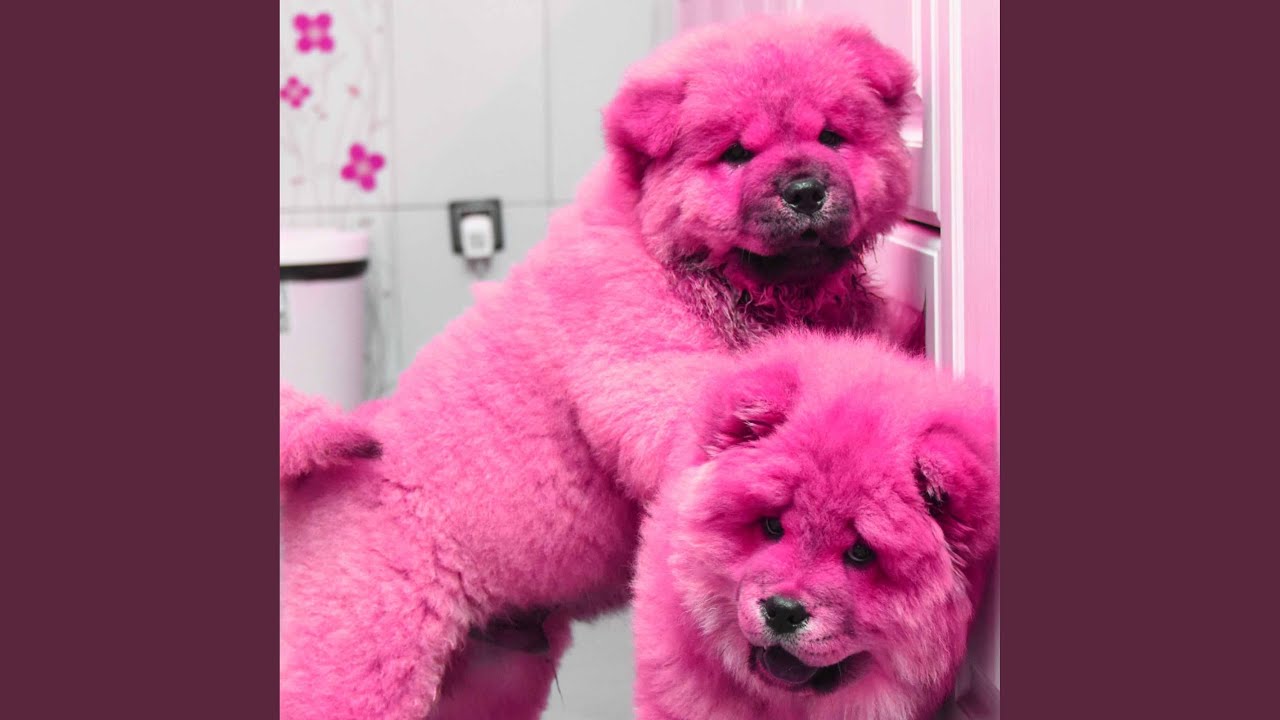 Modern Ambience for Smart Pups - YouTube