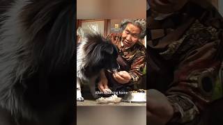 El Perro que Acompañó Durante 10 Años a la Mujer #animal #naturaleza #wildlife