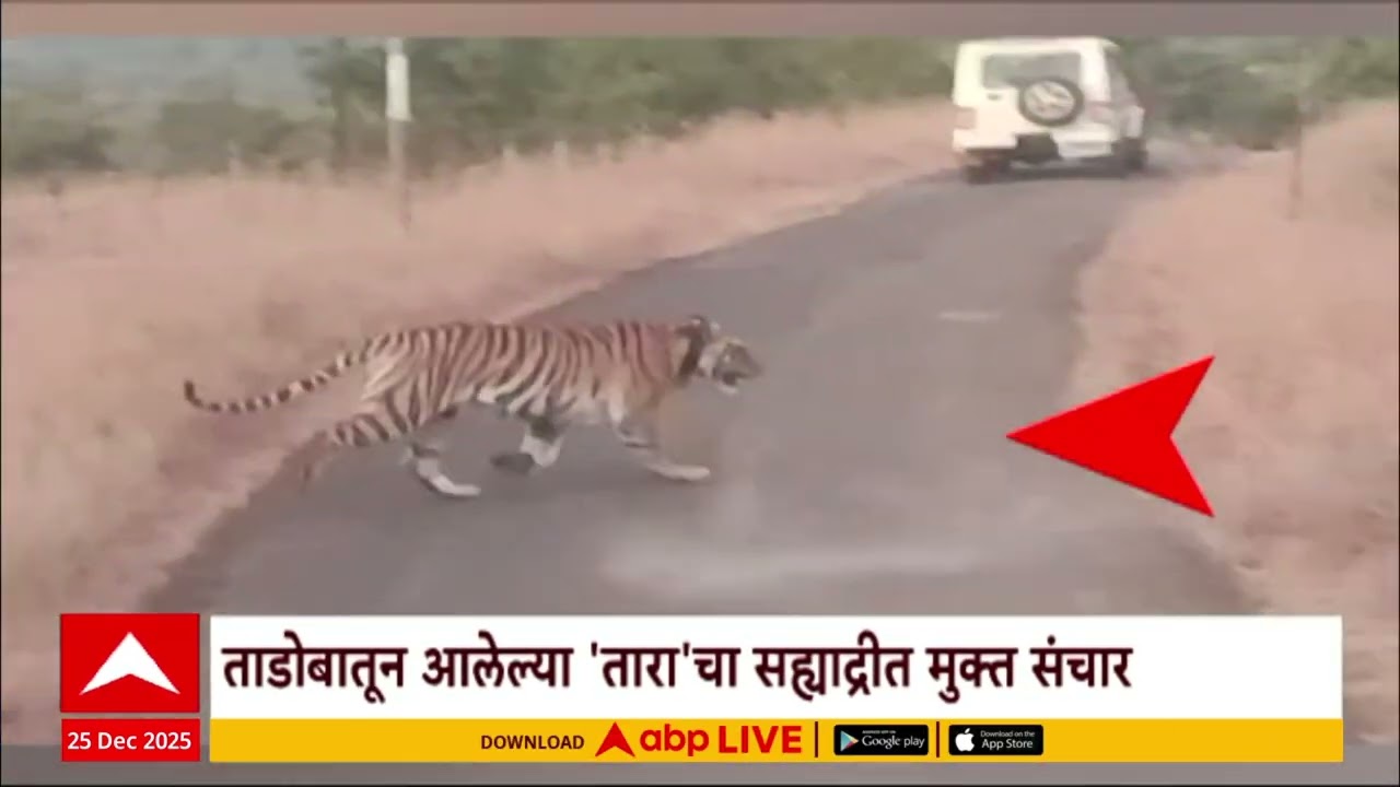 Tara Tiger : ताडोबातून आलेल्या ताराचा सह्याद्रीत मुक्त संचार Special Report