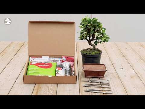 Mistral Bonsai -