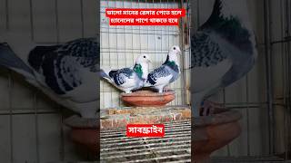 #kobutor#pigeon#viralreels#viralshorts#মিরপুর_1_কবুতরের_হাট#