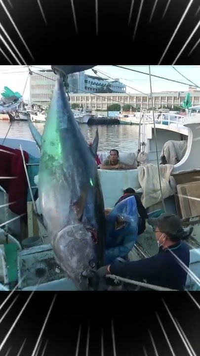 Jaws Dropping Giant Tuna Raises the Bar! hd - YouTube