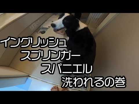 イングリッシュスプリンガースパニエル、洗われる。